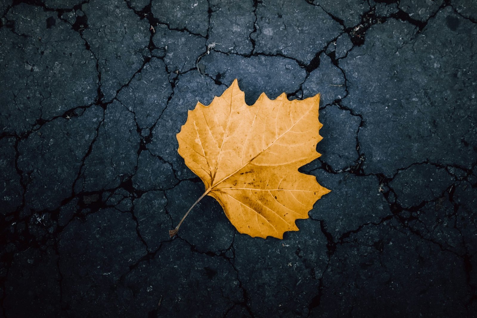 a yellow leaf laying on a cracked surface